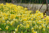 A host, of golden cowslips (With apologies to Wordsworth)