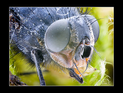 Bluebottle Fly  Portrait 2