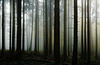 Hab' keine Angst im Nebelwald - Don't be afraid in the misty forest