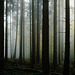 Hab' keine Angst im Nebelwald - Don't be afraid in the misty forest