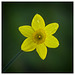 Dwarf Daffodil