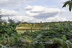 View over fields towards Seale and Puttenham