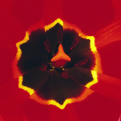 Coeur de tulipe