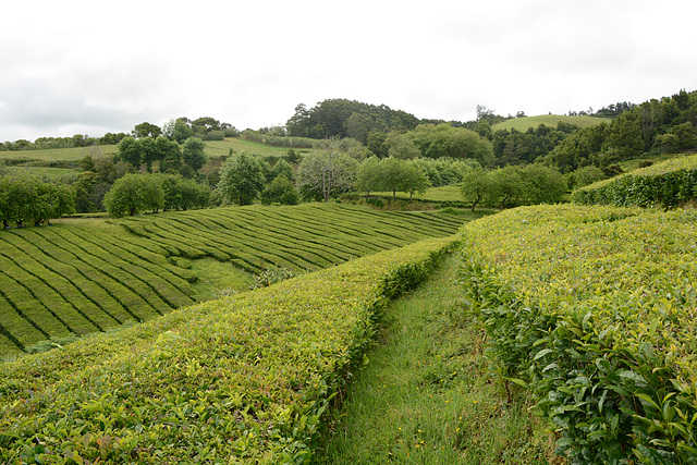 Azores, Island of San Miguel, The Tea Plantation of Gorreana
