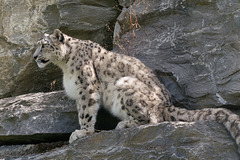 Léopard des neiges (ou panthère nébuleuse)