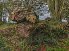 The end of a Mighty Beech - Raincliffe Woods