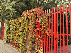 A Happy Red Fence Friday!