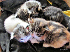 Four Kittens.