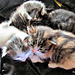Four Kittens.