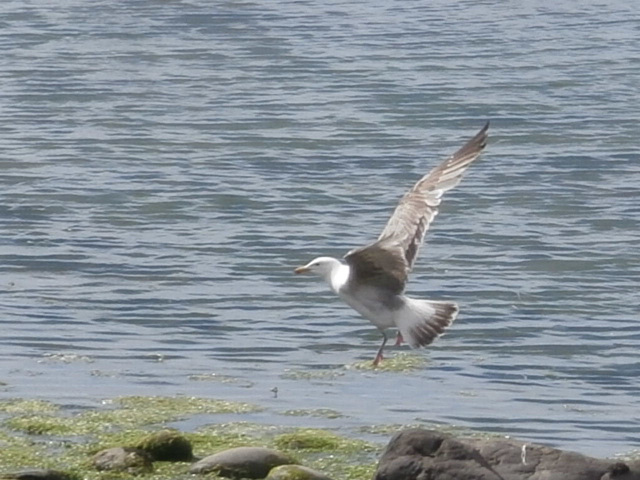 Seagull attempting to land