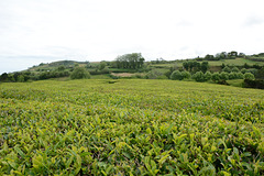 Azores, Island of San Miguel, The Tea Plantation of Gorreana