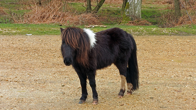 New Forest pony 1