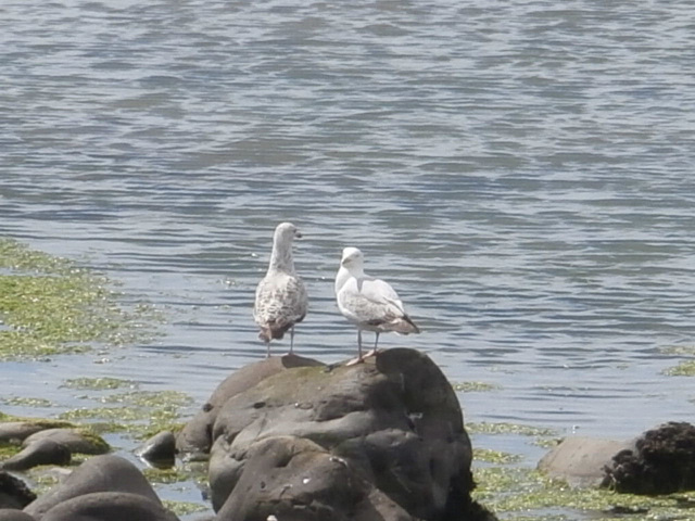 Two young seagulls sharing a rock