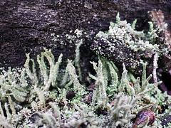 Cladonia Lichen (I think!)