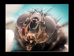 Bluebottle Fly  Portrait 1