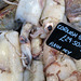IMG 9940-001-Cornish Squid