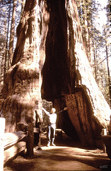 Sequoia NP, Californien