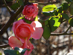 rose d'inverno