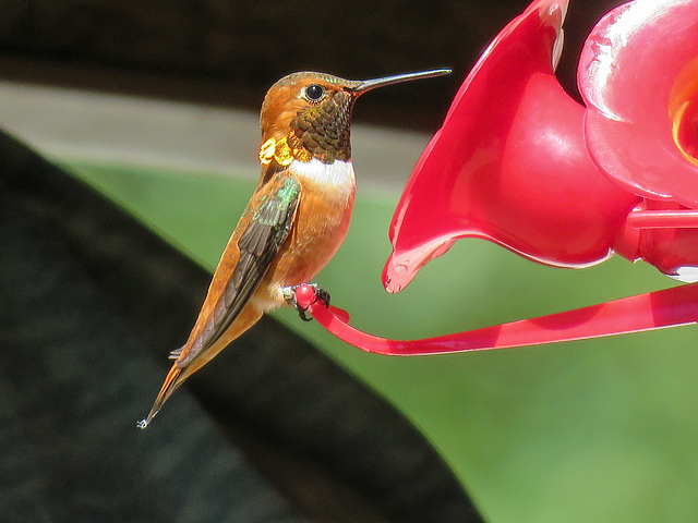Rufous Hummingbird male / Selasphorus rufus