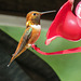 Rufous Hummingbird male / Selasphorus rufus