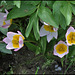 Tulipe Lilac Wonder (2)