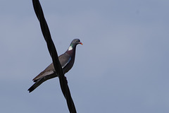 pigeon ramier - Drôme