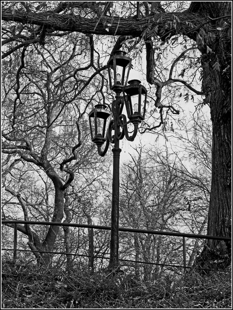 Un lampadaire dans le bois