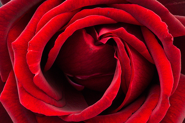 Coeur de rose.