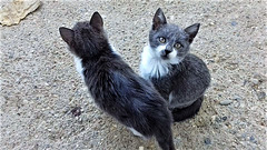 These two little kitties look so much like their mum.