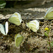 Small white's ~ Klein koolwitje (Pieris rapae)...