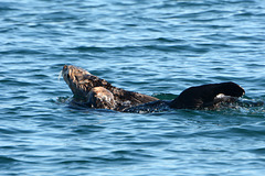 Alaska, Homer, Sea Otters in Otter Cove
