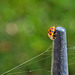 Ladybird on Fence