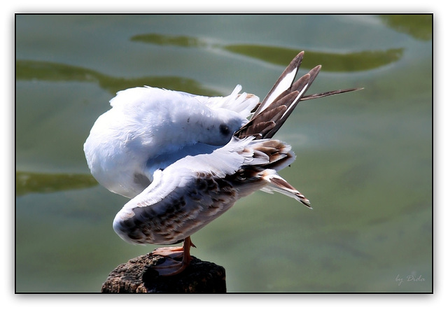 Happy Seagulls Sunday (◕‿-)