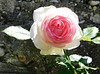 Une belle rose de Ronsard pour vous tous************