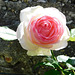 Une belle rose de Ronsard pour vous tous************