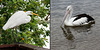 Egret and Pelican