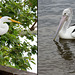 Egret and Pelican