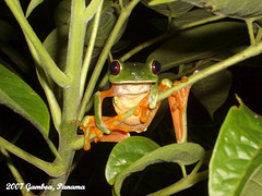 81 Red-Eyed Tree Frog (Agalychnis camdryas)