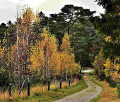 Herbstspaziergang - autumn walk