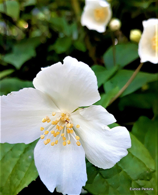 White Blossom.