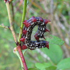 Caterpillar on blueberry bush