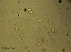 Spores of Clitycbe phyllophila c.f.