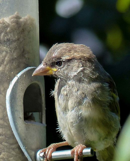 Sparrow (15)
