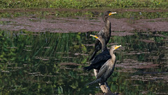 Three cormorants on a log