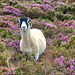 Heather the sheep