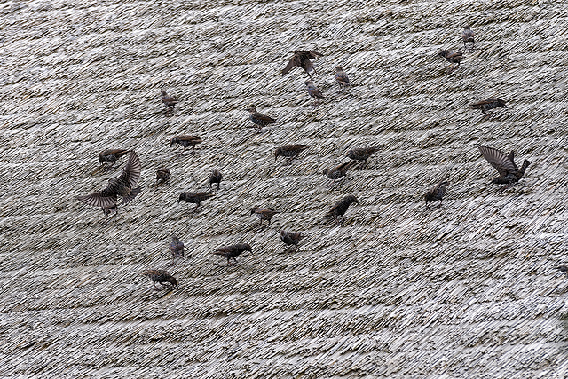 Starlings grazing on a thatched roof