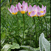 Tulipe Lilac Wonder