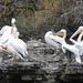 Pelicans preening