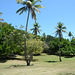 Dominican Republic, Lawns and Groves on the Island of Bacardi