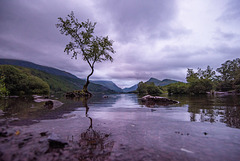 Lake Padarn, the lone tree